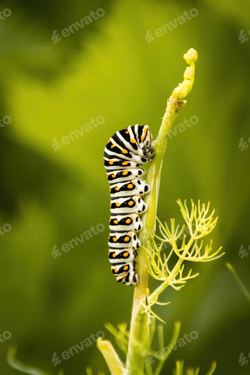 Preview: Macro of a black swallowtail caterpillar on parsley