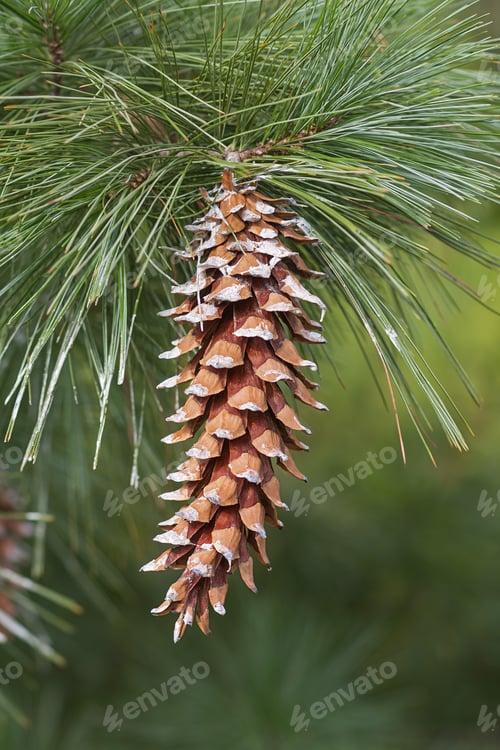 Preview: Ayacahuite Pine (Pinus Ayacahuite). Called Mexican White Pine Also