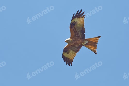 Preview: Rotmilan, Milvus milvus, Red Kite