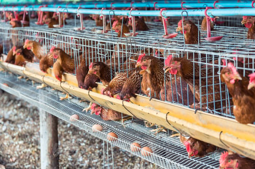 Preview: egg chicken farm