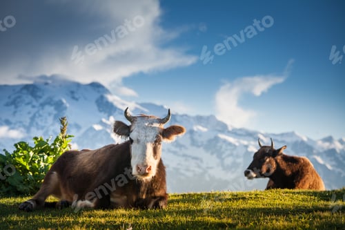 Preview: Cows resting on alpine hills in sun beams