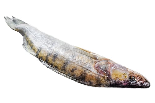 Preview: Raw zander, walleye fish. Isolated on white background. Top view.