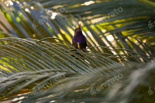 Preview: Hummingbird Perched on Palm Frond in Tropical Setting