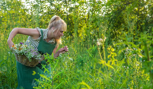 Preview: A woman collects medicinal herbs. Selective focus.