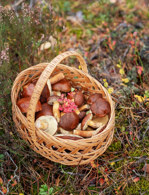 Preview: Wicker basket filled with wild edible mushrooms in forest