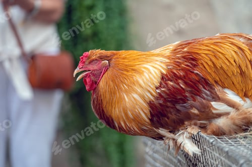 Preview: A colorful rooster perched on a fence in a farmyard during early morning hours