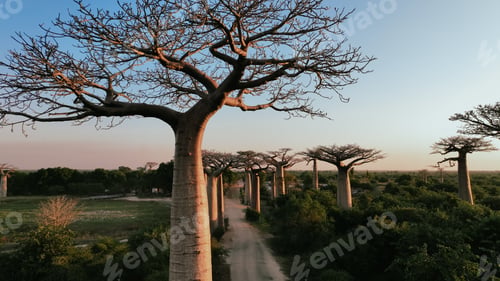 Preview: Explore the breathtaking Baobab Alley in Madagascar at sunset