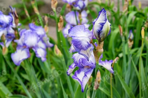 Preview: Iris or flags.Blue flowers with green background, close-up photo.