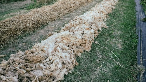 Preview: vegetables crops grow in organic vegetable garden during summertime, natural wool and plastic mulch