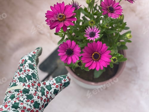Preview: Repoting plants - Nice purple daisy gerbera flower