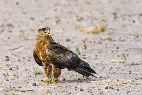 Preview: Closeup shot of a Tawney Eagle perched on the Moremi Game Reserve, Botswana