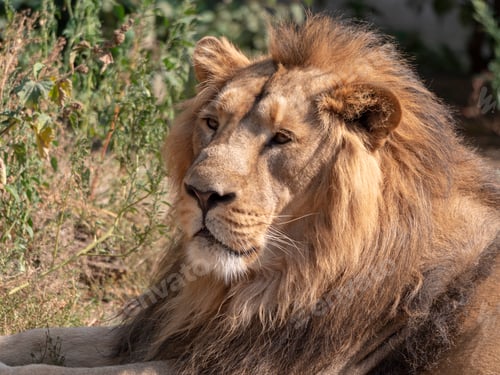 Preview: Portrait lion basking in the warm sun after dinner