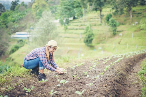 Preview: farmer woman
Planting trees in the garden