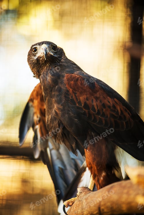 Preview: Harris Hawk