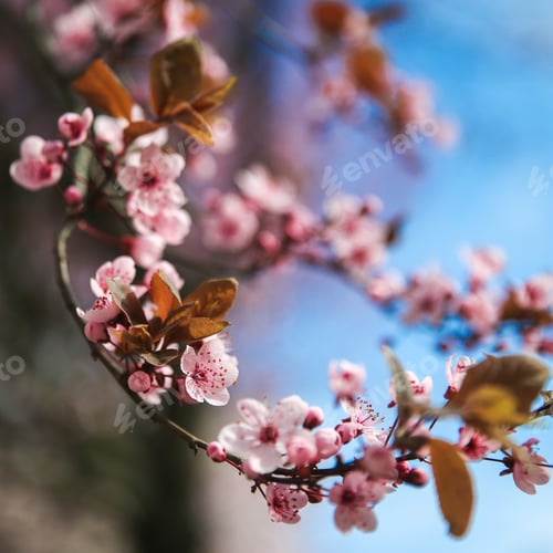 Preview: Spring blossom border with pink blooming tree. Beautiful nature scene with flowers on tree and sun