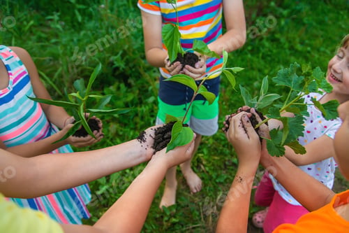 Preview: Children watch plant trees, hold in their hands. Selective focus.