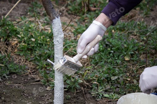 Preview: a male farmer covers a tree trunk with protective white paint against pests.