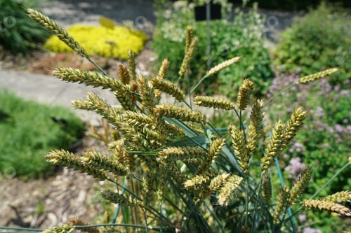 Preview: Closeup shot of Lolium temulentum plants