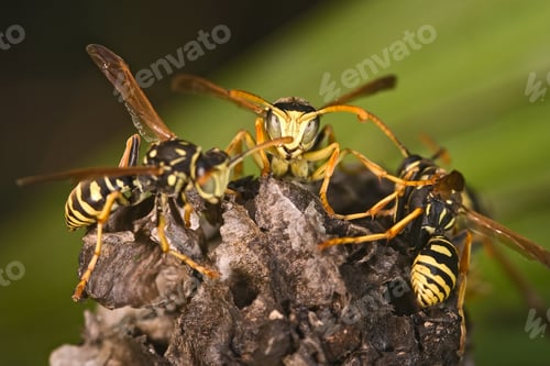 Preview: Wasps Polistes bischoffi ( Weyrauch, 1937 )