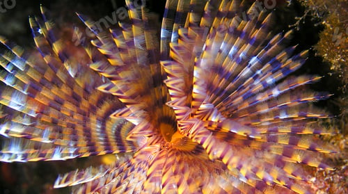 Preview: Tubeworm, Cabo Cope Puntas del Calnegre Regional Park, Spain