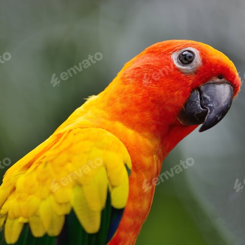 Preview: Sun Conure