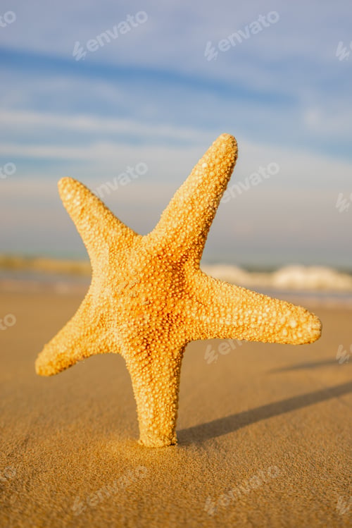 Preview: Starfish on the beach