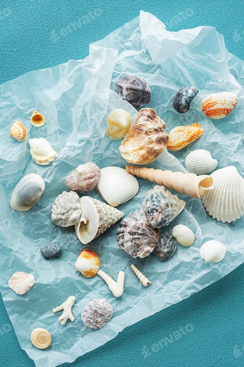 Preview: Variety seashells. Collecting sea shells.