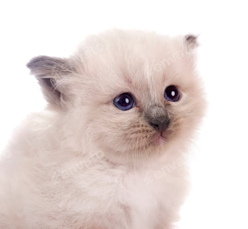 Preview: kitten birman cat in studio