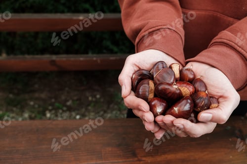 Preview: Closeup shot of female hands holding a handful of chestnuts after the harvest