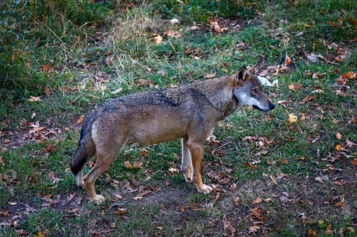 Preview: Lone wolf in the woods. Male specimen of the dominant alpha wolf