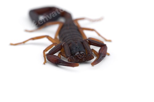 Preview: African venom Scorpion isolated on white background