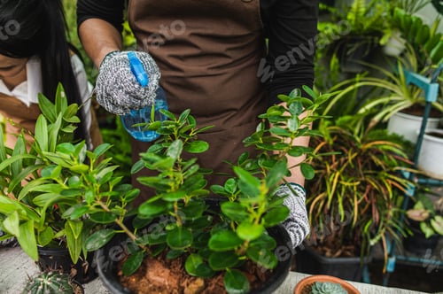 Preview: Hand of young gardener man spray to watering houseplant