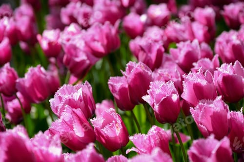 Preview: Blooming tulips flowerbed in Keukenhof flower garden, Netherland