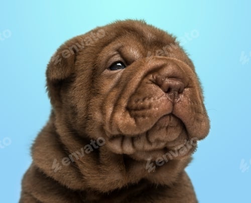 Preview: Close-up of a Shar Pei puppy on a blue background