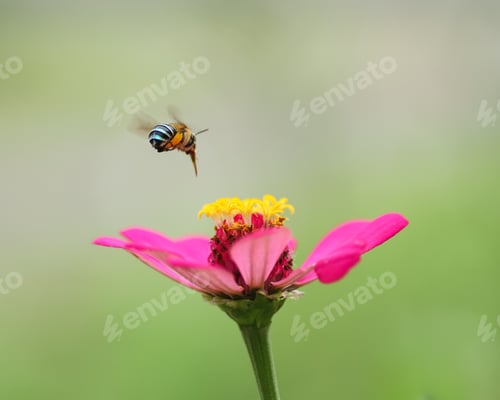 Preview: flying bee on a flower
