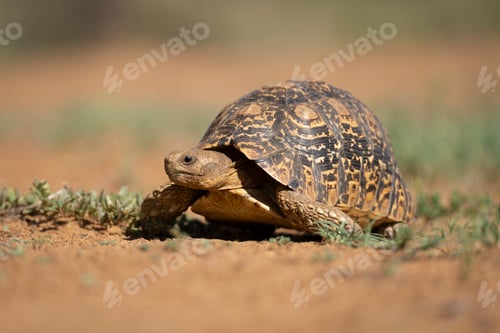 Preview: A leopard tortoise slowly traverses a sandy, grassy landscape. Laikipia, Kenya
