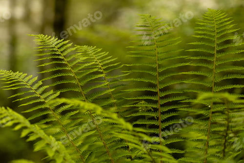 Preview: Lush green fern plant among a backdrop of trees in a wooded area