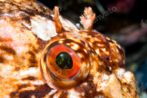 Preview: Cabezon eye in California ocean