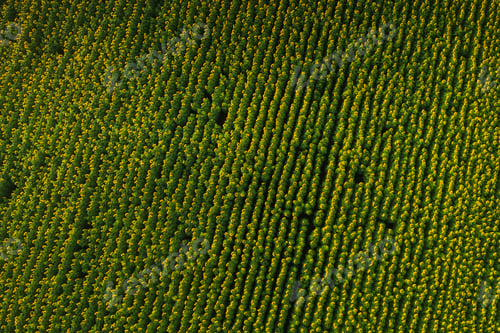 Preview: A big beautiful field of sunflowers view from the height of bird flight.Unusual photo of sunflowers