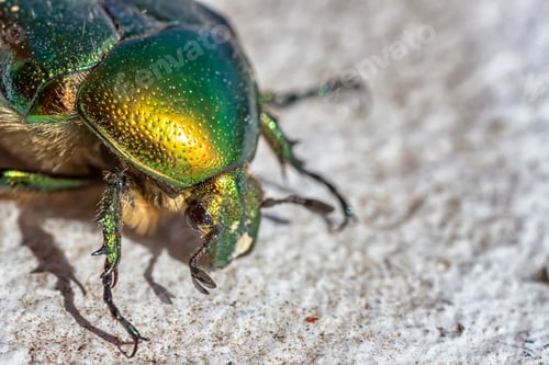 Preview: Green beetle
