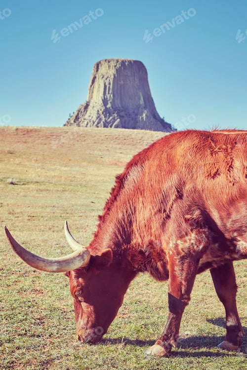 Preview: Color toned Texas longhorn cow with Devils Tower in distance.