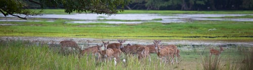 Preview: Spotted deer
