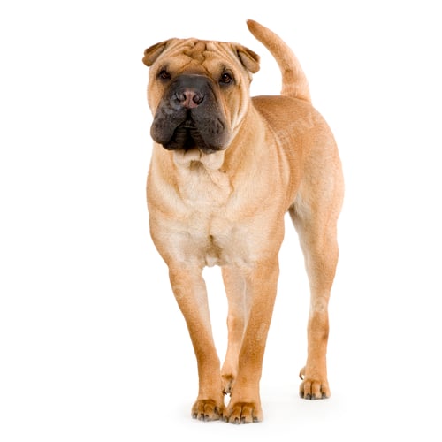 Preview: Sharpei