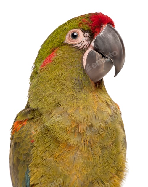 Preview: Close-up of Red-fronted Macaw, Ara rubrogenys, 6 months old, in front of white background