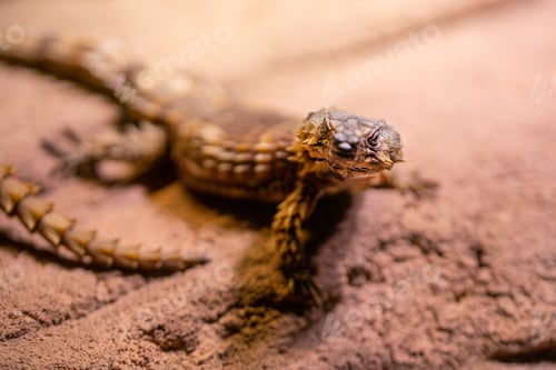 Preview: Selective focus shot of armadillo girdled lizard