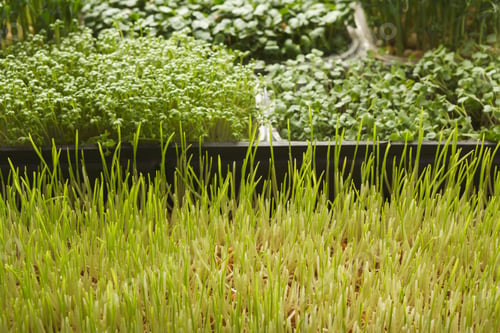 Preview: Organic growing micro greens closeup