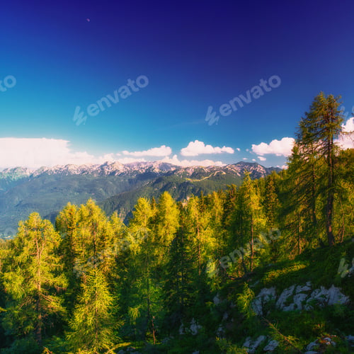Preview: Pine tree forest
