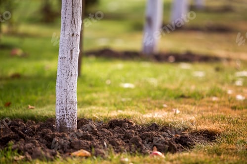 Preview: Whitewashed bark of tree growing in sunny orchard garden on blurred green copy space background.