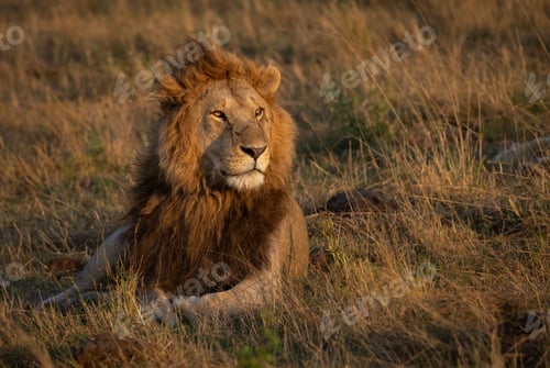 Preview: A Lion in Africa