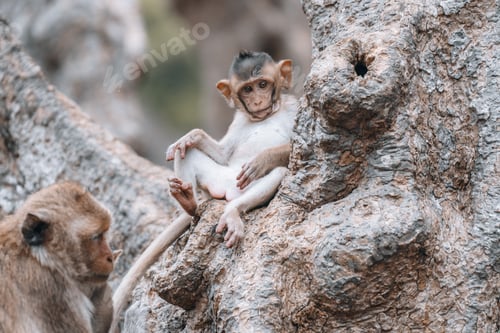 Preview: Macaque monkeys and baby monkey in Phetchaburi Thailand Asia